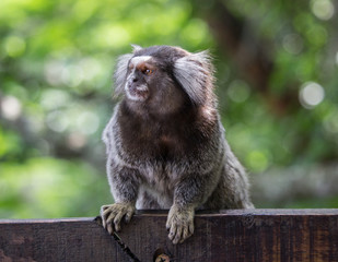 Sagui monkey (Callithrix jacchus)