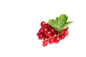 Red Currants on Stems with Leaf