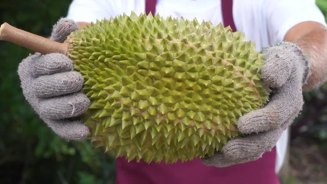 farmer holding durian
