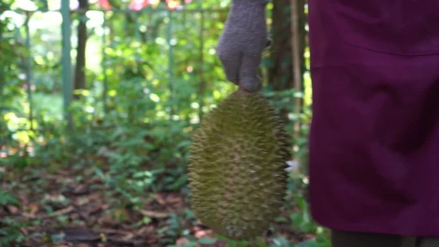 farmer holding durian