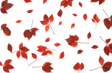 Autumn leaves pattern isolated  on white background top view. copy space