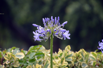 雨上がりで水滴をいっぱいつけたアガパンサス