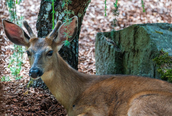 Deer Resting On A Hot Day
