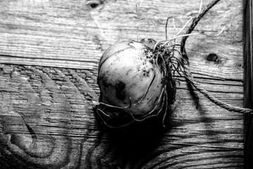 Fresh onion in a burned rustic texture box for background. Rough weathered wooden board. Toned