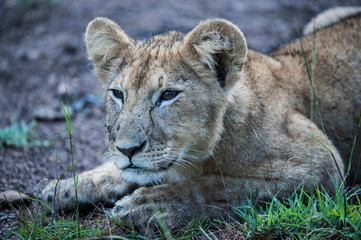 Close up of lion cub or Panthera leo, lying down and looking at camera,  Masai Mara, Kenya, Africa