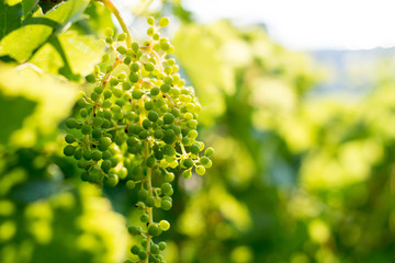 Green unripe green wine grapes cluster in vineyard, winegrowing, soft selective focus