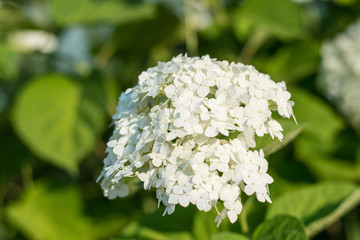 Closeup Of A Beautiful White Hydrangea In Garden. Soft selective focus.