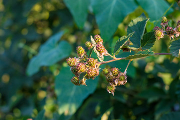 Unripe green blackberry bunch in the garden. Organic juicy fresh black berries on a branch and...