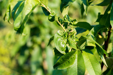 Peach tree leaves affected by aphids. Insect pests and tree deseases. Organic food and agriculture.