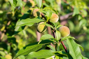 Small unripe green peach on the tree in an orchard, on a sunny day. Concept of organic farming, healthy fresh unprocessed food, paleo diet. Soft selective focus.
