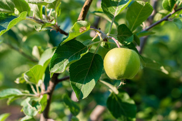 Green unripe apple on the tree in summer day. The fruits of green apple grow on a branch in the garden. Soft selective focus.