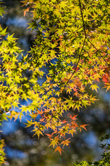 殿ヶ谷戸庭園の紅葉