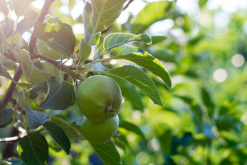 Green unripe apple on the tree in summer day. The fruits of green apple grow on a branch in the garden. Soft selective focus.