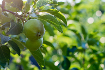 Green unripe apple on the tree in summer day. The fruits of green apple grow on a branch in the garden. Soft selective focus.