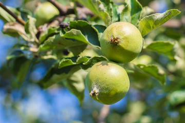 Green unripe apple on the tree in summer day. The fruits of green apple grow on a branch in the garden. Soft selective focus.