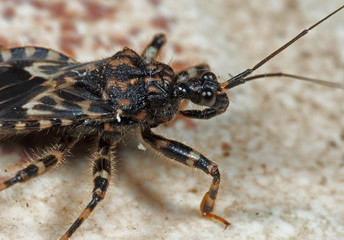 Macro Photo of Assassin Bug on The Floor