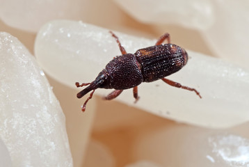 Macro Photo of Rice Weevil or Sitophilus oryzae on Raw Rice