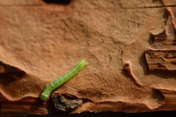 eine kleine grüne raupe klettert auf verwittertem holz mit wurmspuren