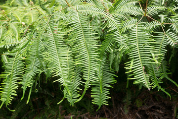 The leaves of the fern