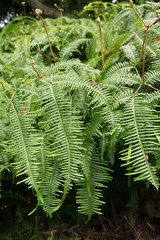 The leaves of the fern