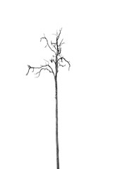 Dead Tree without Leaves
