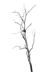 Dead Tree without Leaves