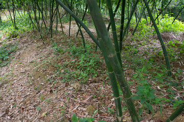 The bamboos in the forest