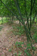 Fototapeta premium The bamboos in the forest