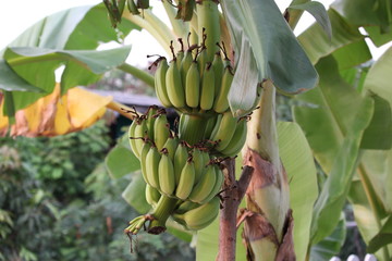 bunch of bananas