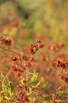 Flauer Bilder Durchsuchen 64 Archivfotos, und Videos