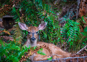 Young Fawn Deer Resting Among Ferns In The Backyard