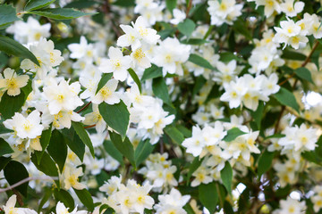 Beautiful blooming apple trees in spring park close up