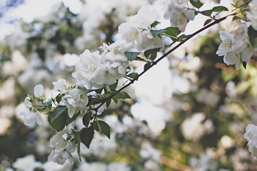 beautiful flowering apple trees. background with blooming flowers in spring day. selective focus. toning vintage style