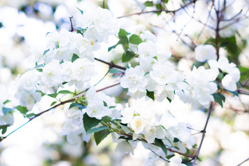 White flowers on the branch of an apple tree. Blooming garden