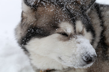 Dog breed Alaskan Malamute on a snow