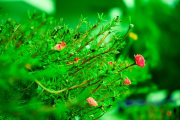 seasonal flowers