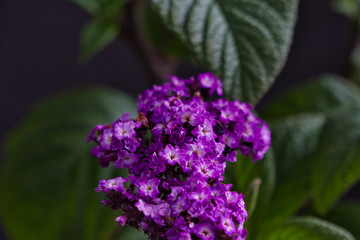 purple heliotrope flowers on a black background