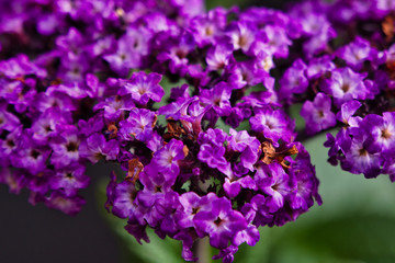 purple heliotrope flowers on a black background