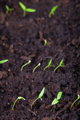 The seedling grows in the ground and prepares for transplanting to open ground. Selective focus