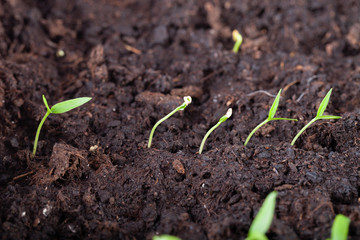 The seedling grows in the ground and prepares for transplanting to open ground. Selective focus