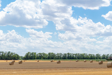 Fototapeta na wymiar harvested cereal wheat barley rye grain field, with haystacks straw bales stakes round shape on the cloudy blue sky background, agriculture farming rural economy agronomy concept