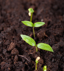 The seedling grows in the ground and prepares for transplanting to open ground. Selective focus