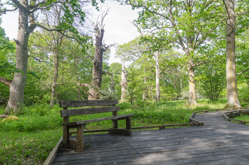 Bench by a wooden footpath in a nature reserve with old oak trees