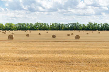 Fototapeta premium harvested cereal wheat barley rye grain field, with haystacks straw bales stakes round shape on the cloudy blue sky background, agriculture farming rural economy agronomy concept
