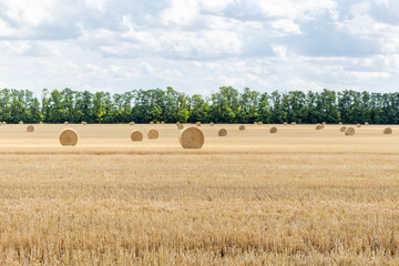 Fototapeta premium harvested cereal wheat barley rye grain field, with haystacks straw bales stakes round shape on the cloudy blue sky background, agriculture farming rural economy agronomy concept