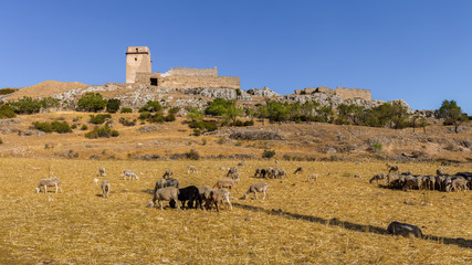 An old castle near Nerpio in Spain. The area is rural and sparsely populated. In front of the castle are many goats in a pasture. Blue sky and sunshine.