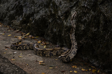 Jibóia (Boa constrictor)