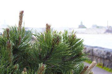 Coniferous tree on the background of the city of Helsinki, Finland