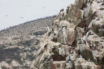 Ballestas Islands, Per&ugrave;