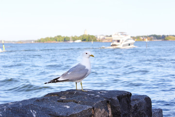 A seagull is siting on the rocks on the shores of the Gulf of Finland. Helsinki, Finland